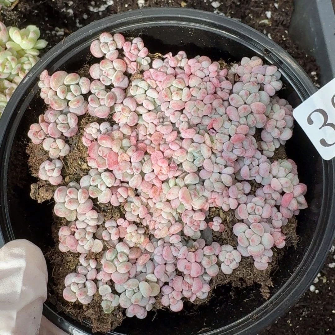 多肉植物多肉植物387