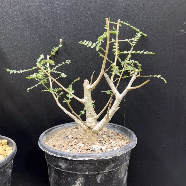 尼勒达乳香11111111111111