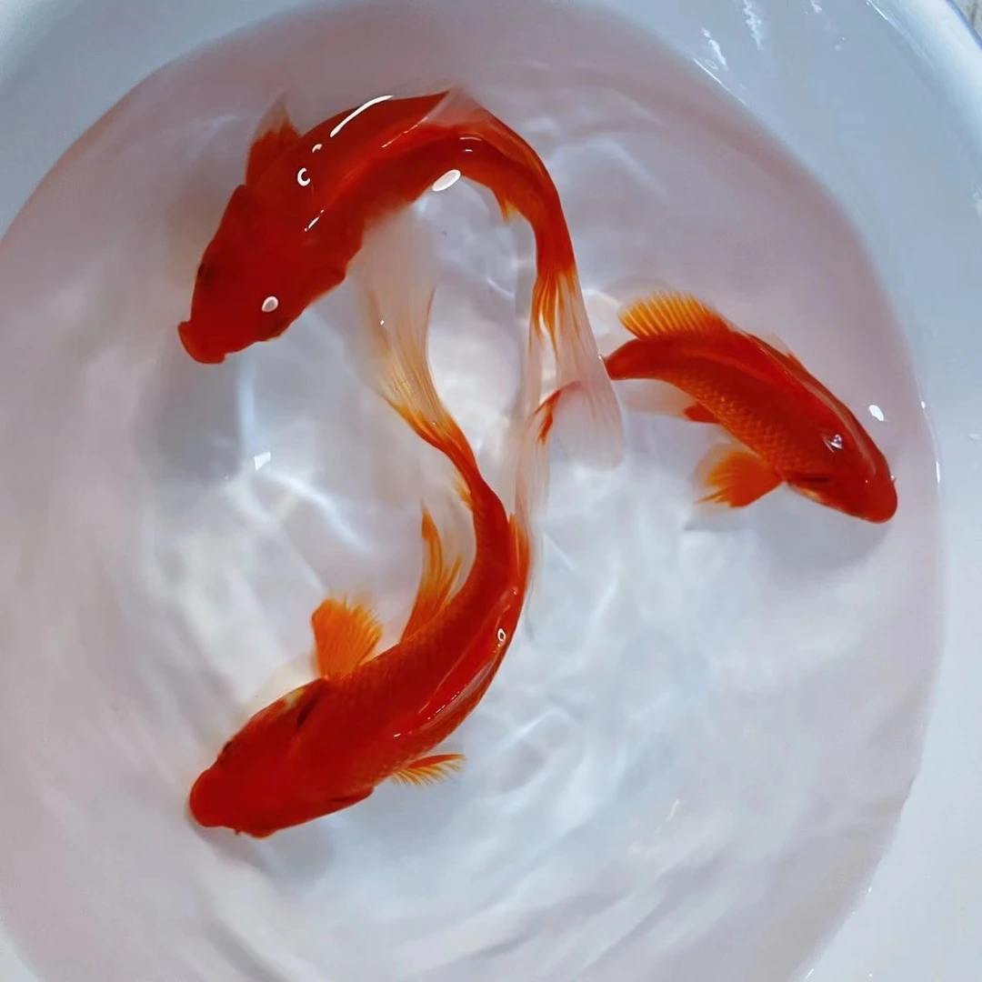 冷水草金鱼10-12厘米 5尾温顺好养皮实 全国包邮包损