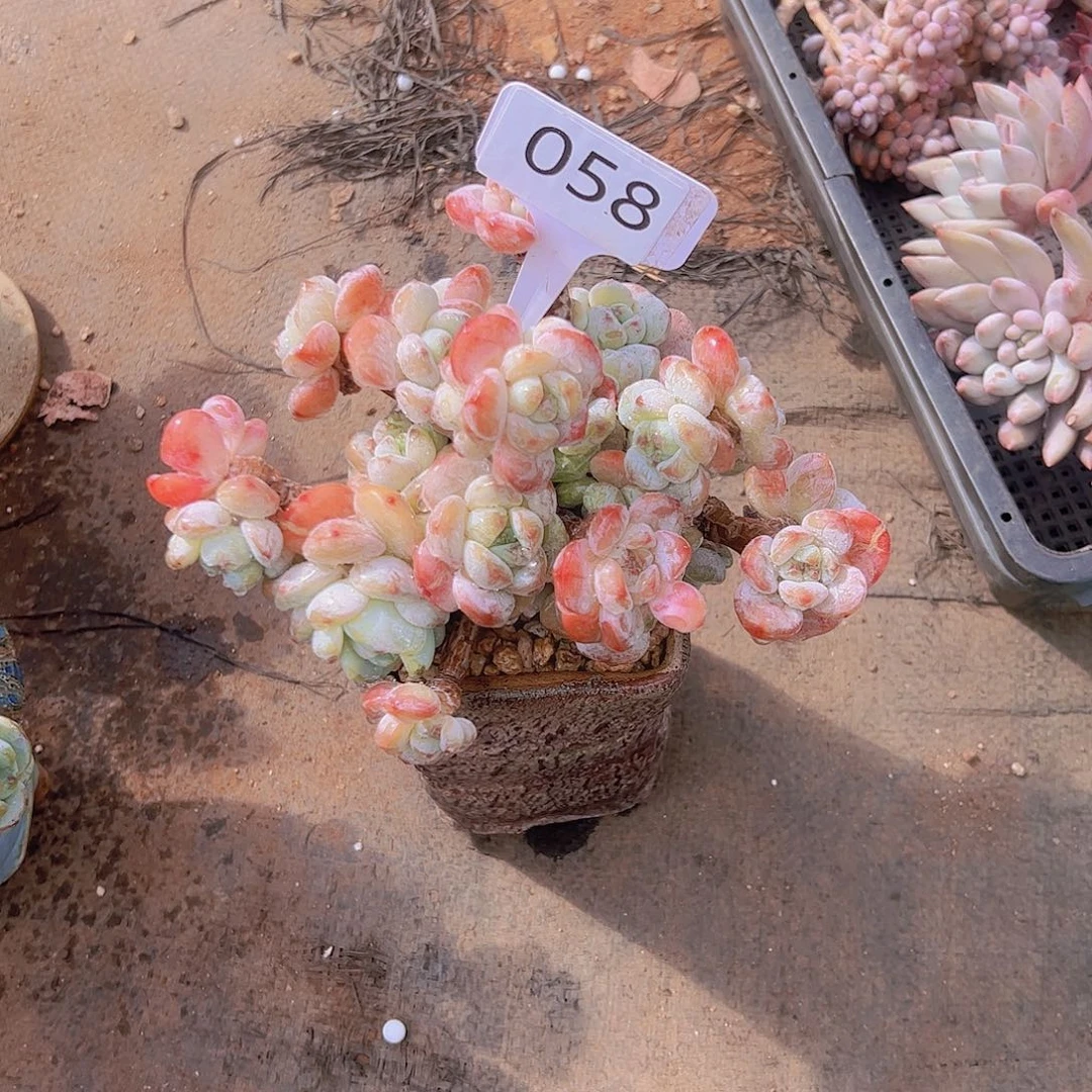 J****姐058冷香杂58。。。。。