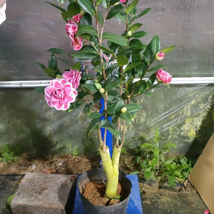 548紫棋，原盆原土，不包邮