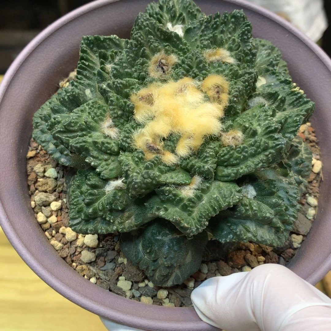 16号 自根 炸尤龟甲哥斯拉11公分带盆土发货