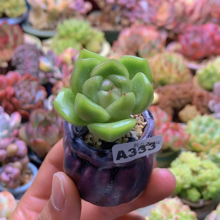 一物一拍含盆土满38包邮A333
