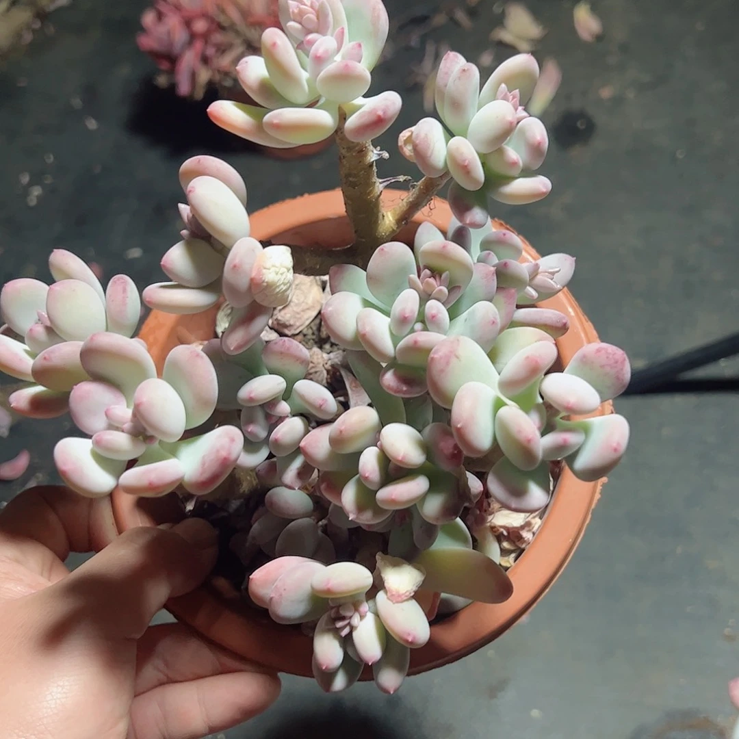 三日月美人整桩老桩