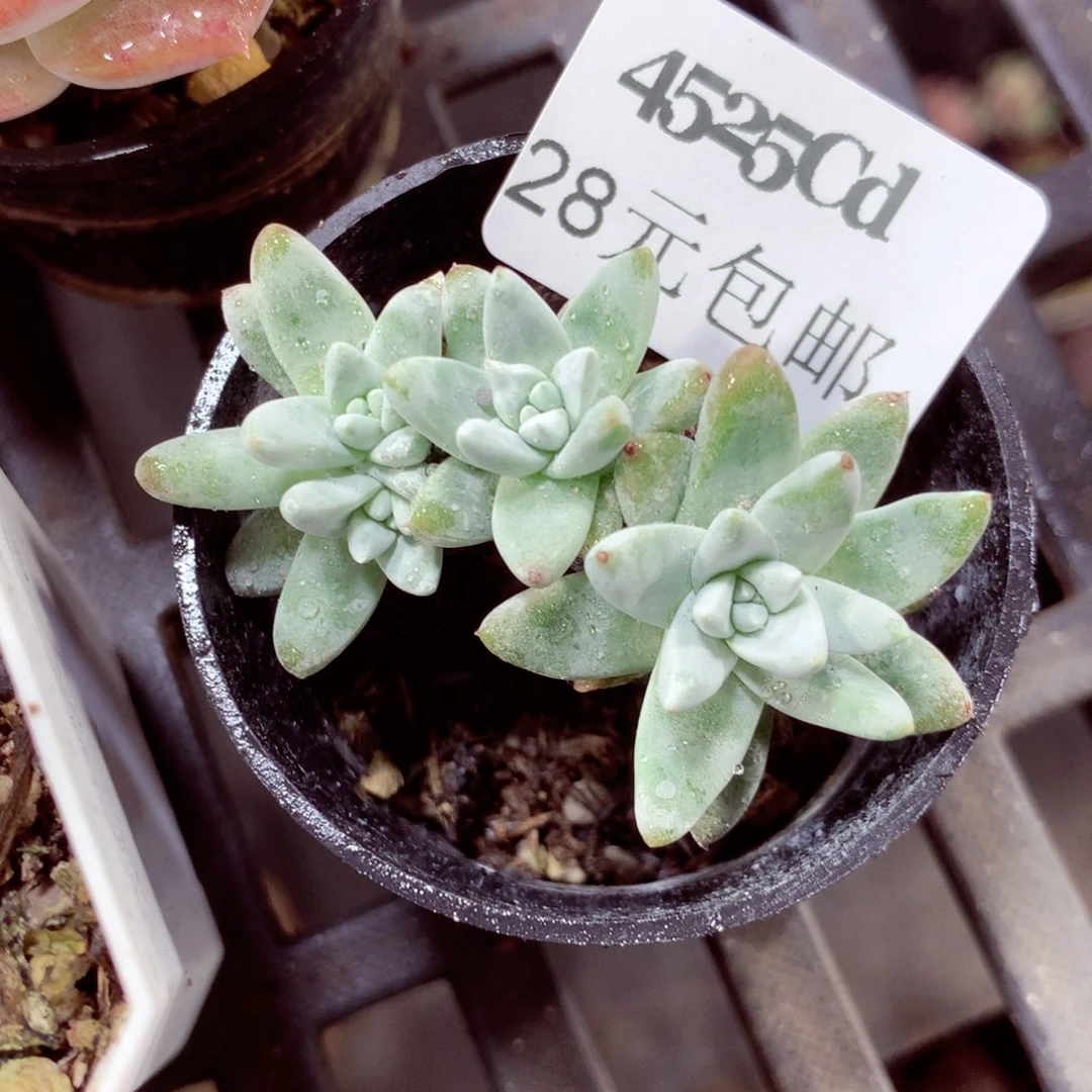 5厘米盆精控多肉4525