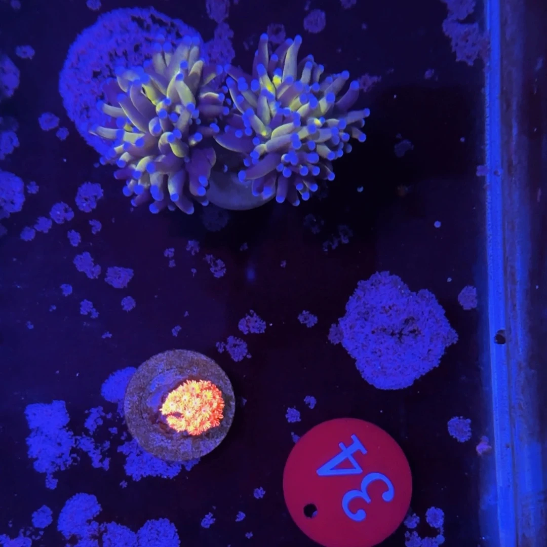 万鱼来朝海水观赏