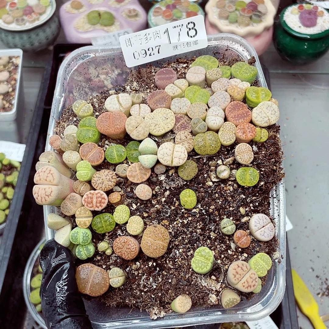 生石花满18包邮0927-148