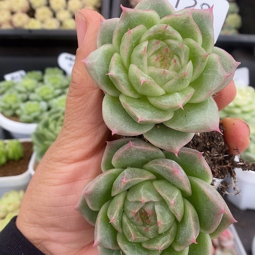 一物一拍一物一拍925-128