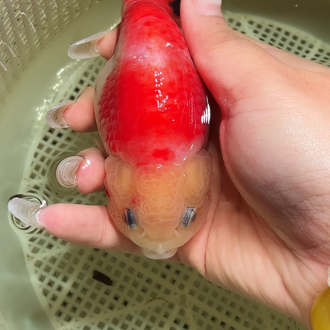 日***星金鱼拍包装包邮，不拍包装运费到付