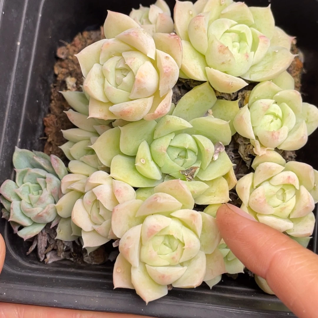 女王小脸群生12公分