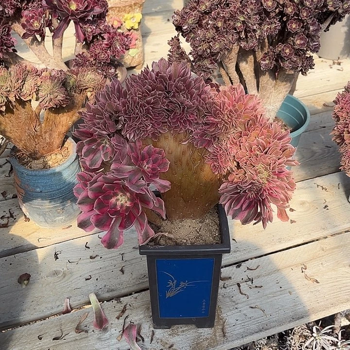 粉女无缀化冠幅25厘米脱土裸根发货