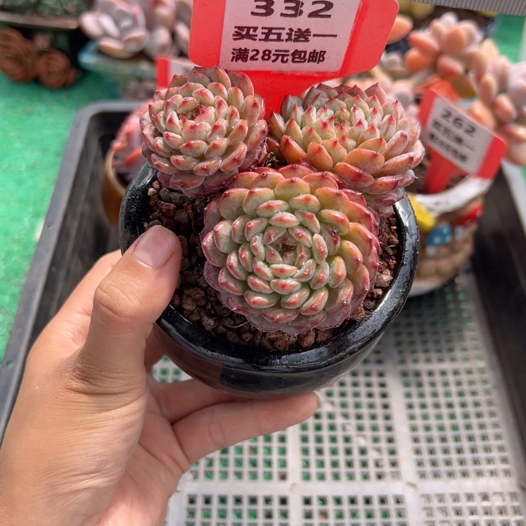 表妹精品多肉植物332.