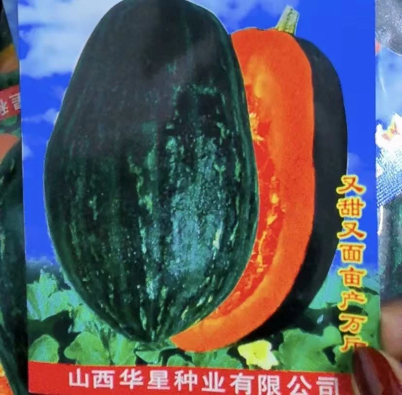 【甜面南瓜种子】四季种植盆栽地栽阳台小院种植