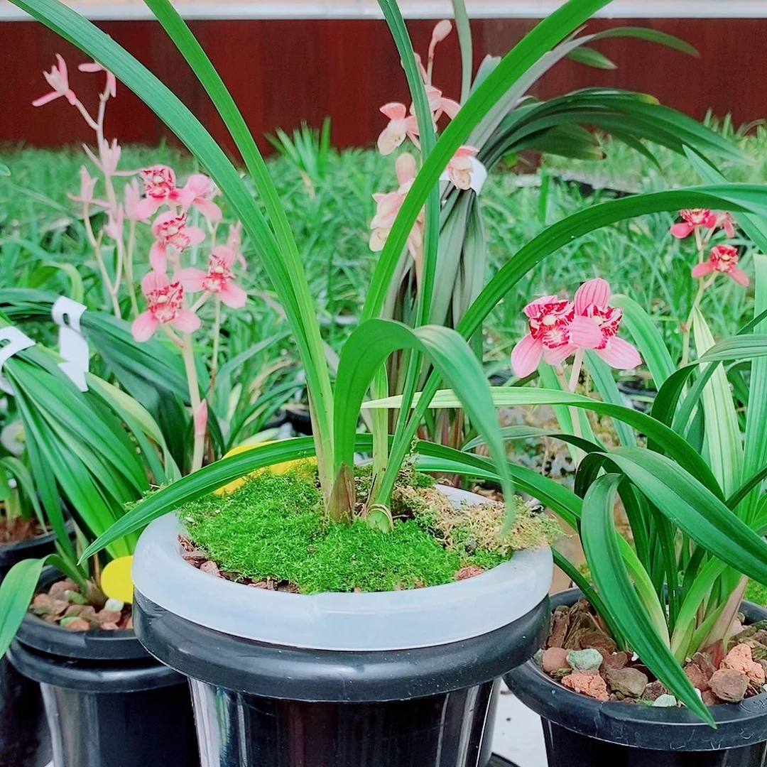 哥***晋全部花苞一物一拍漂亮開花