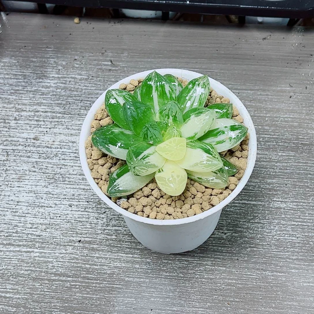 苏州玉露一勿一拍