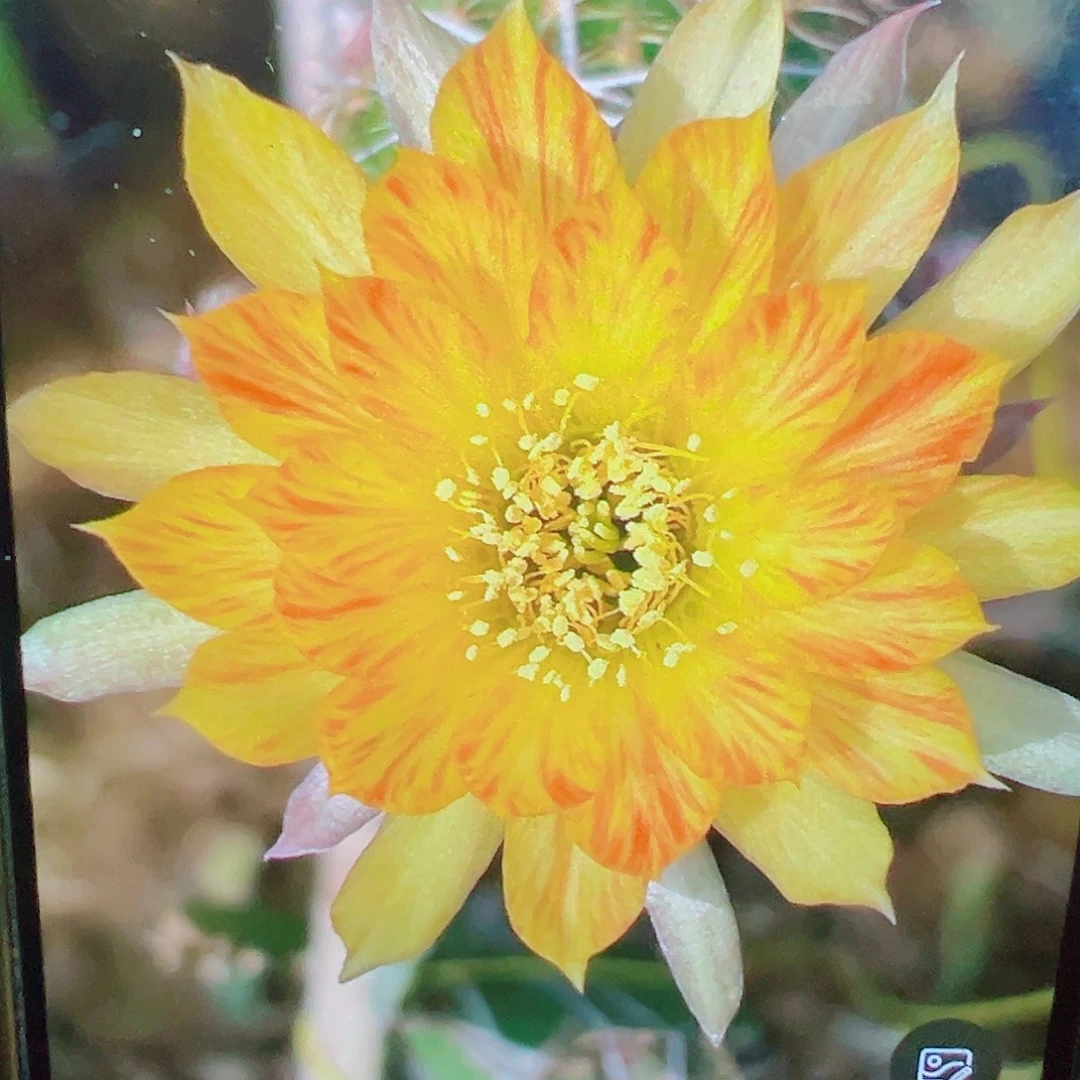 丽花 黄羽 侧芽满20包邮