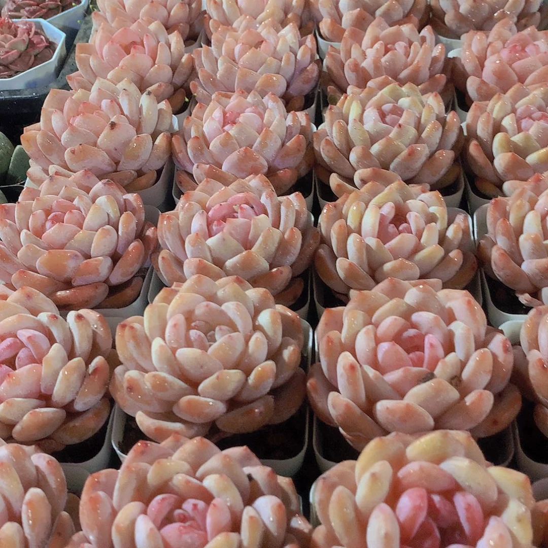 天使橙24567788999990