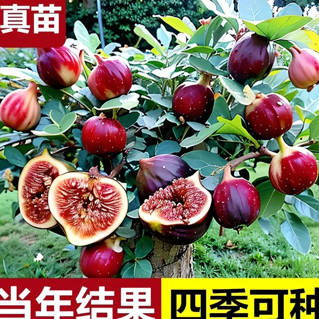 大果无花果树苗 南方北方栽种 盆栽地载 带果带分枝发货