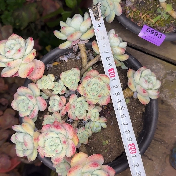 望舒994 多肉植物一物一拍