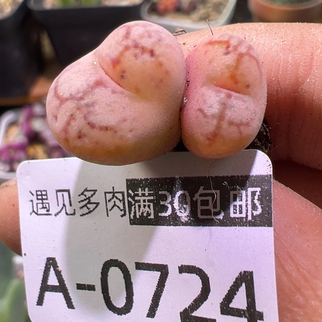 多肉植物1111111111111
