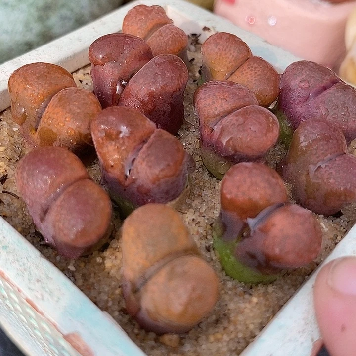 蛋糕风铃一组两颗