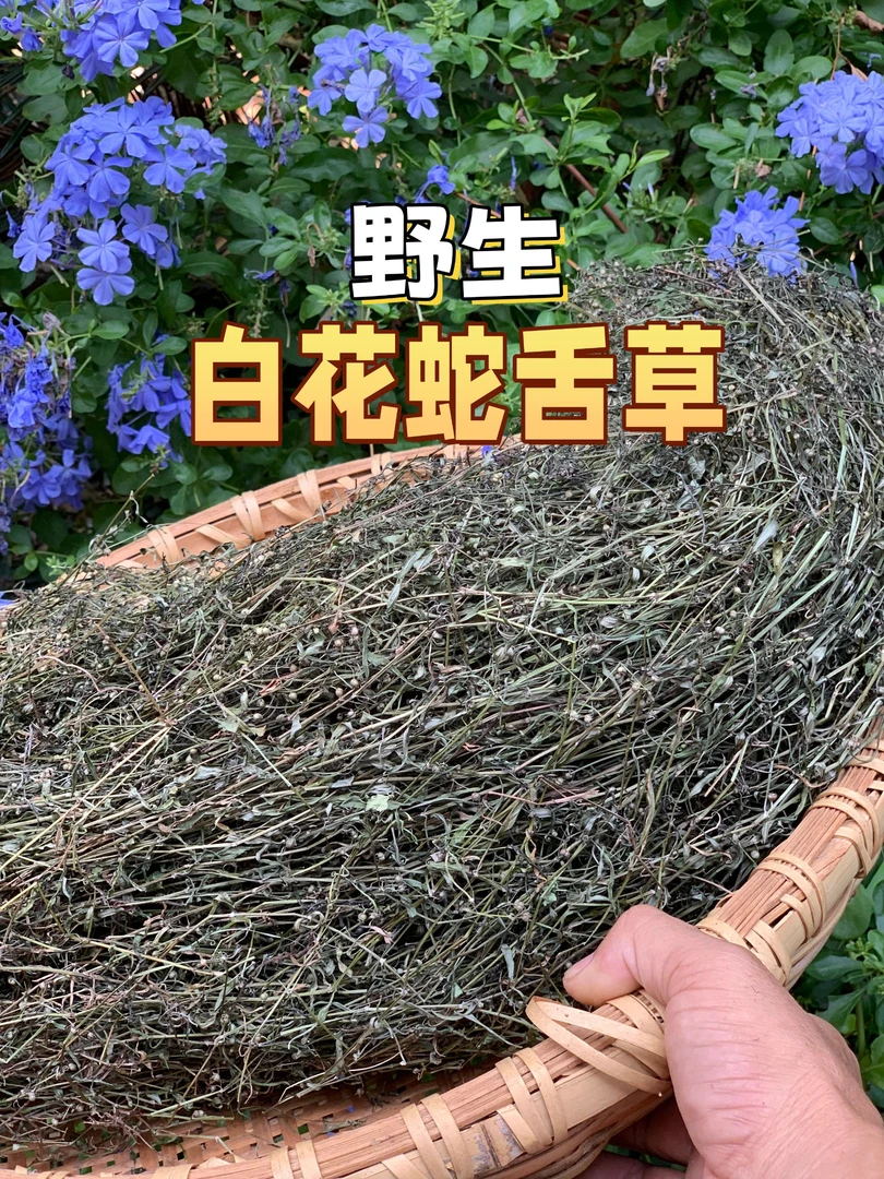 （祖传配比）白花蛇舌草湖南高山野生自己采摘干净无杂质晒干煲汤用