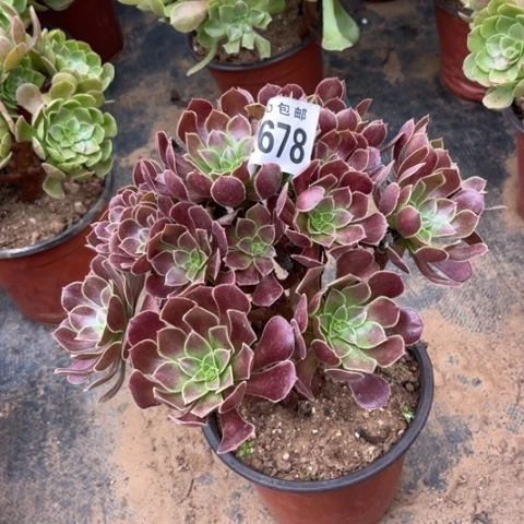 678玫瑰法师不包断枝