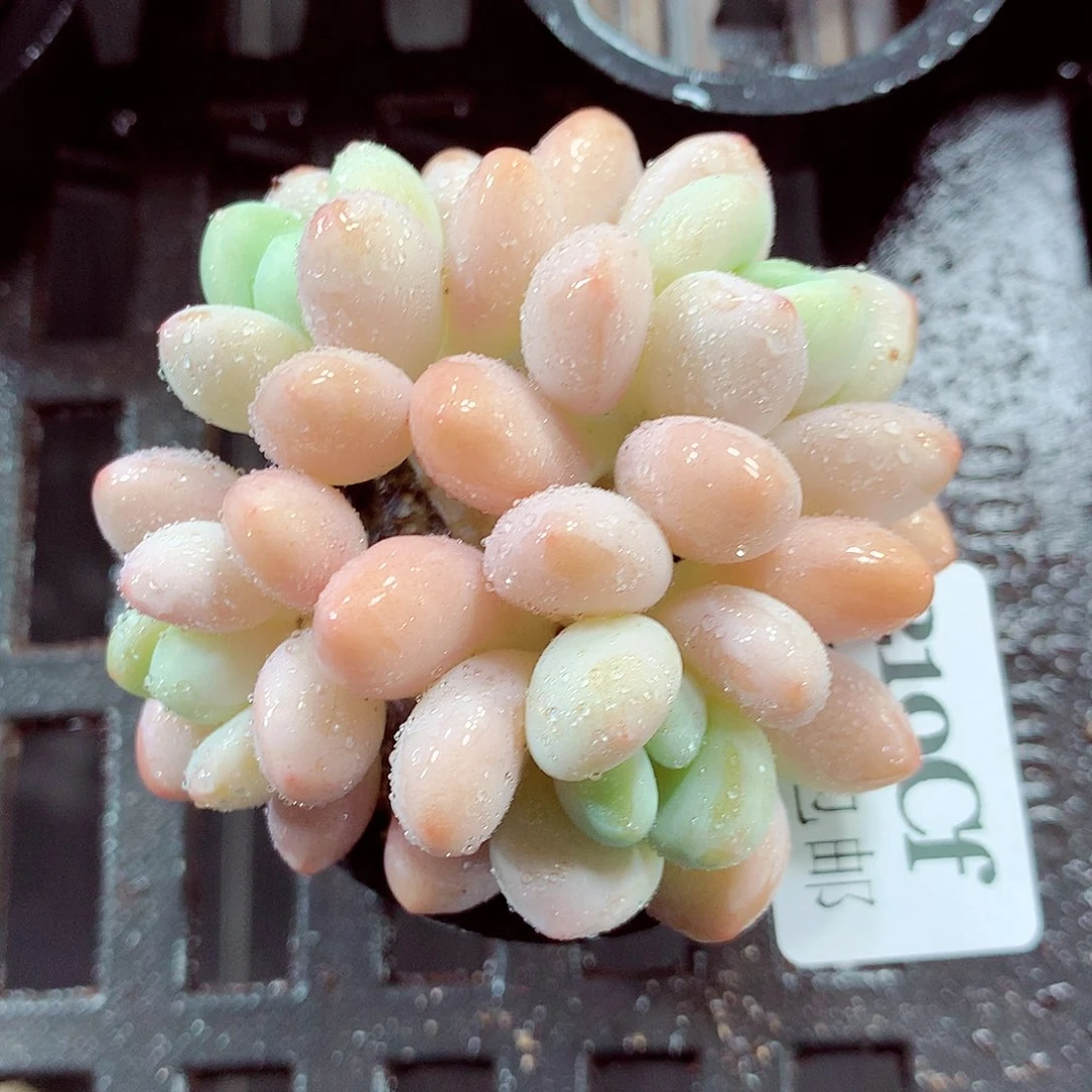 5厘米盆精控多肉219