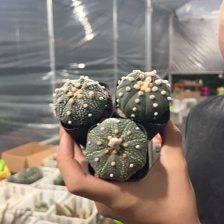 3颗实生兜3个品种