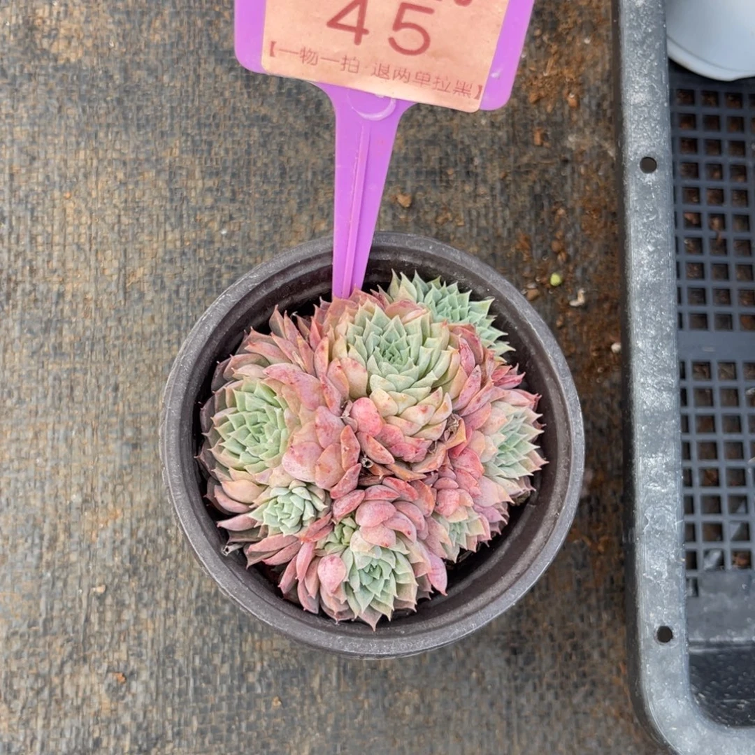 云尘多肉一物一拍45