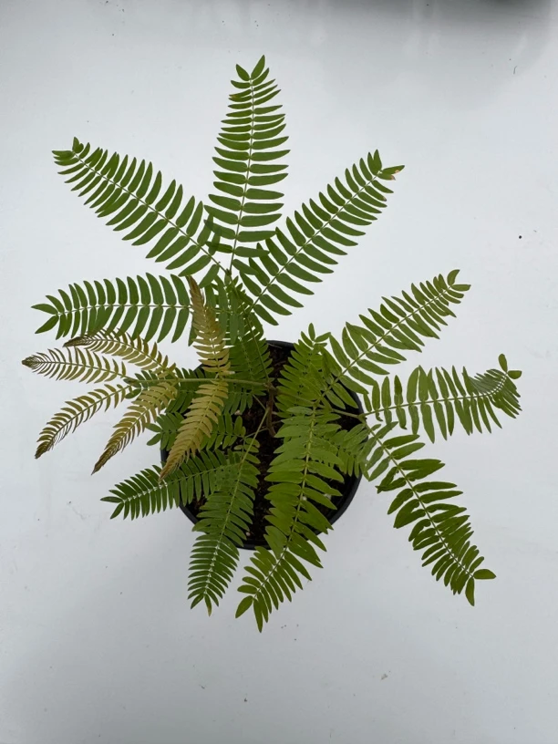 慢青时  日本进口密叶猴耳环室内四季桌面常绿植物盆栽大苗