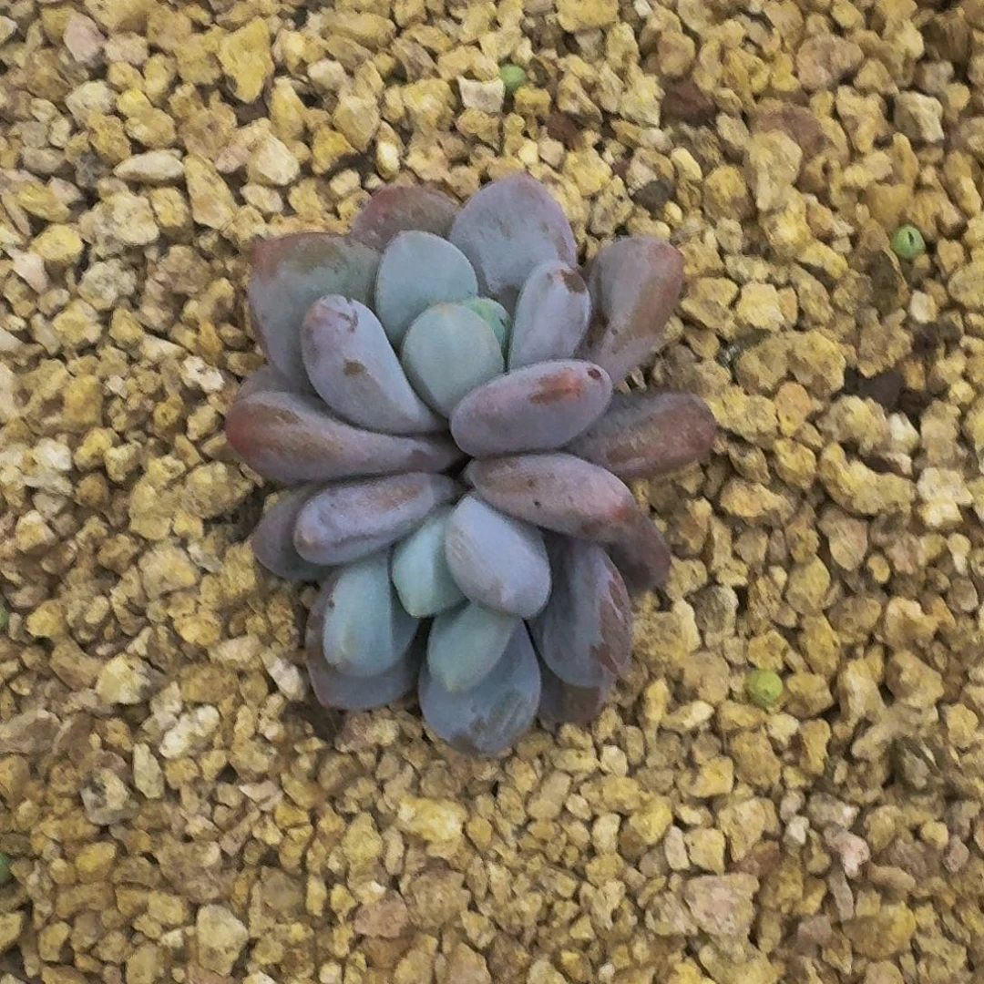 橙龙双头   一物一拍