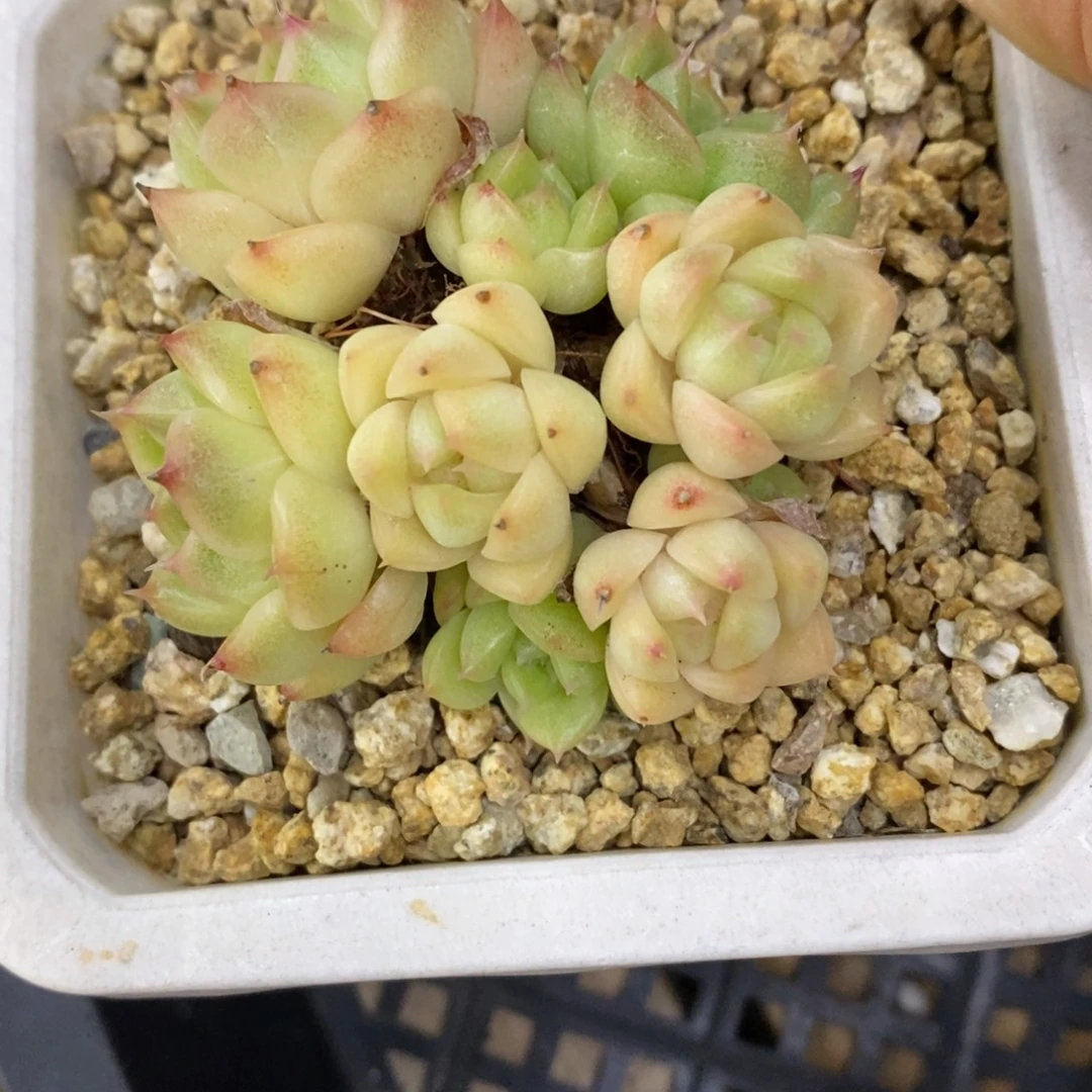 精品多肉一物一拍不包整289