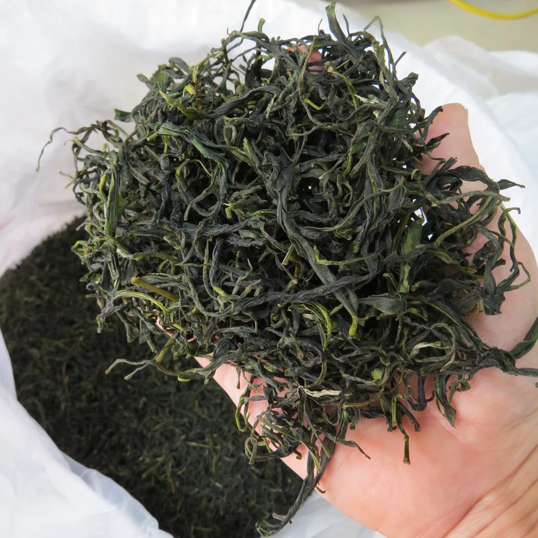 施集烘青新茶高山老种野茶甘醇板栗香亮绿特耐泡散茶