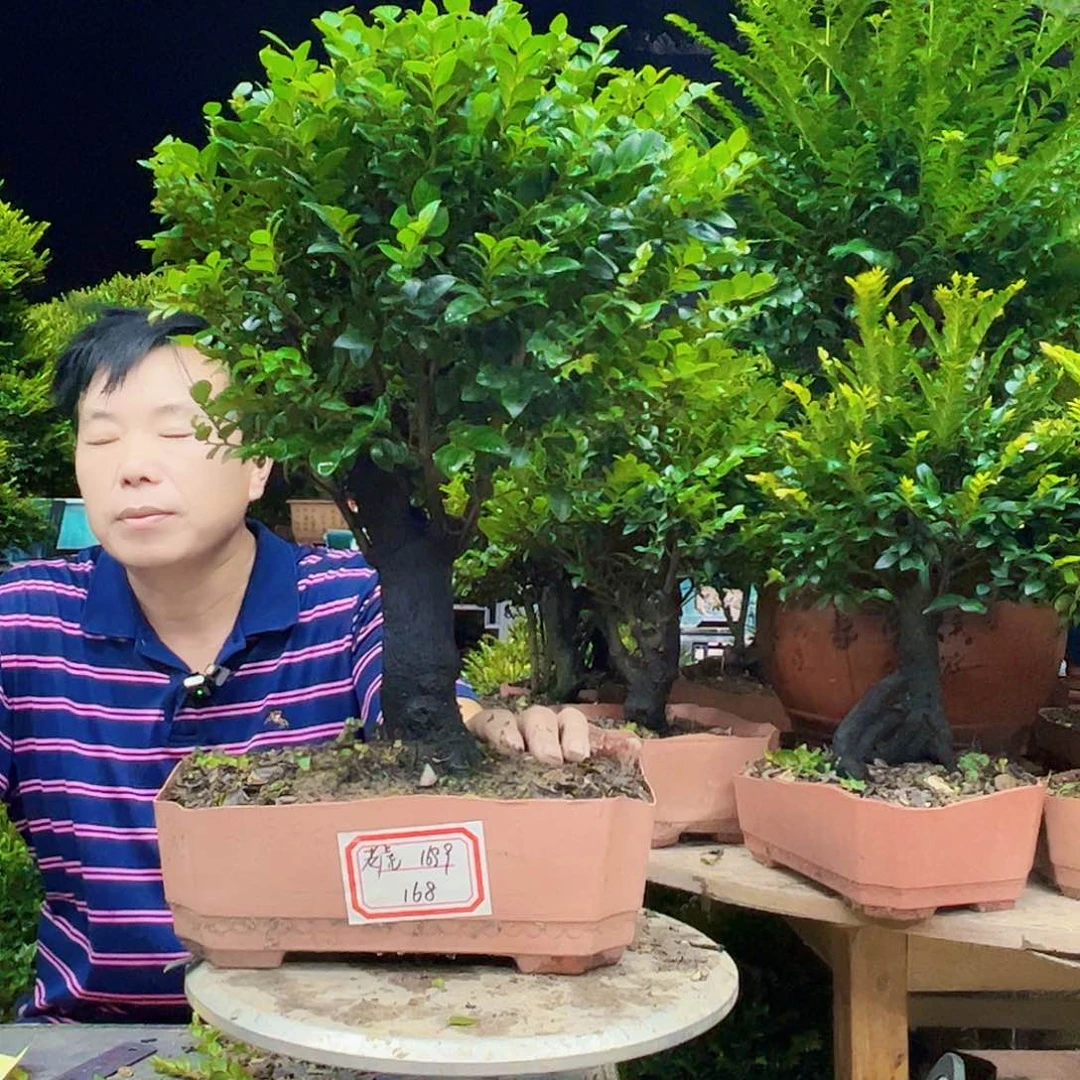 无花朵老*广东小叶紫檀