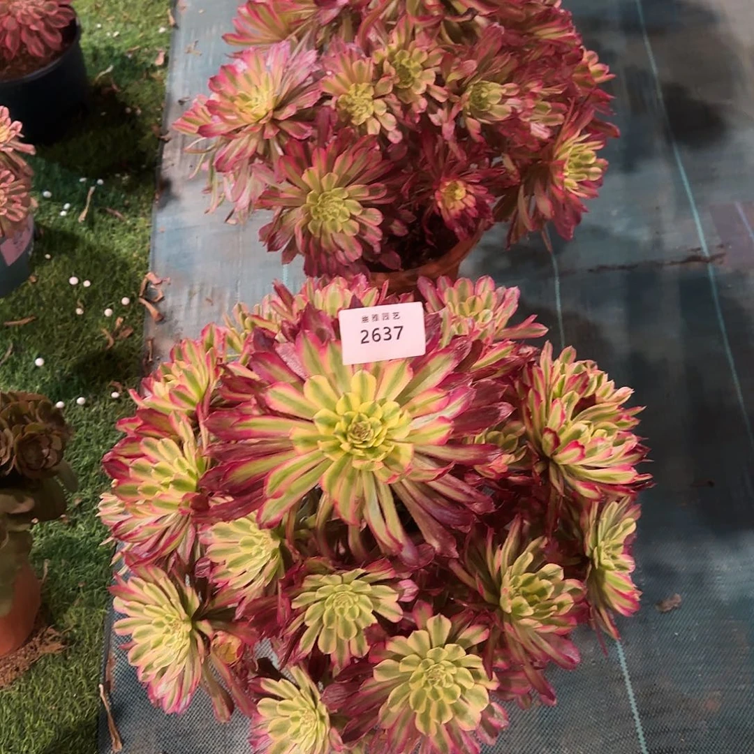 多肉植物紫微2637