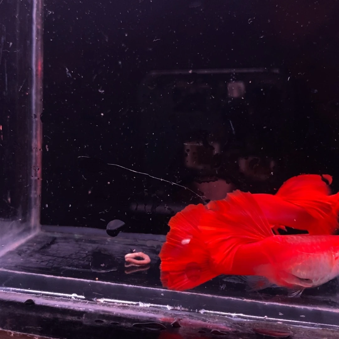 孔雀鱼天花板血红一对