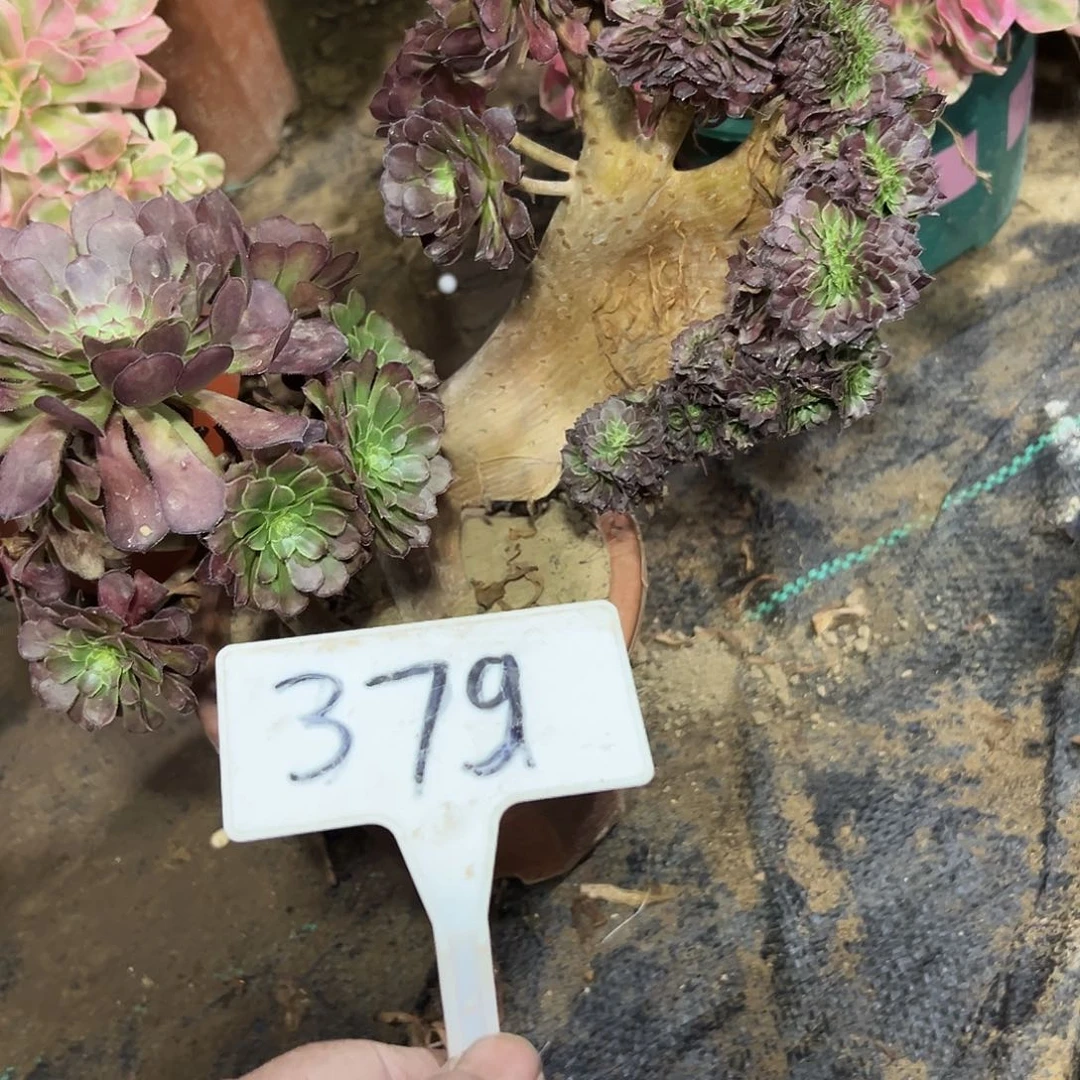 多肉植物铜壶一体化379