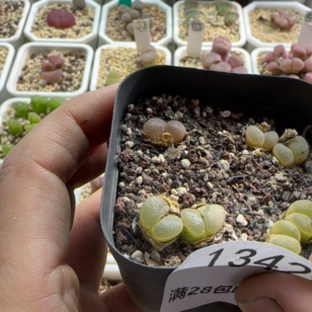 【闪购商品】A*.13429