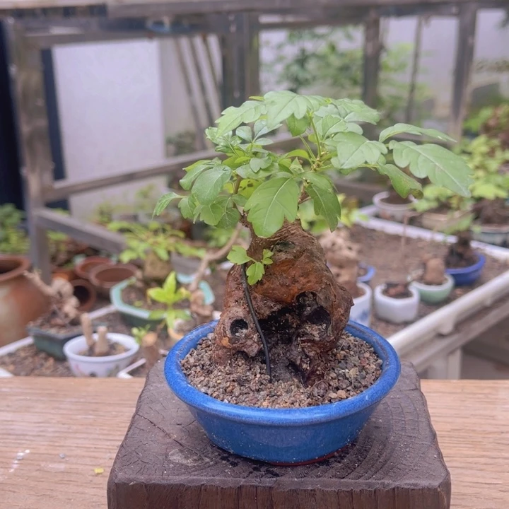 当前无花朵，栽培后可花朵