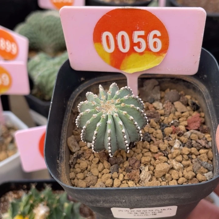 实生薄叶花笼0056