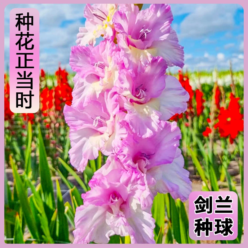 【混色套装】唐菖蒲剑兰荷兰进口种球室外阳台庭院兰花盆栽花卉紫色