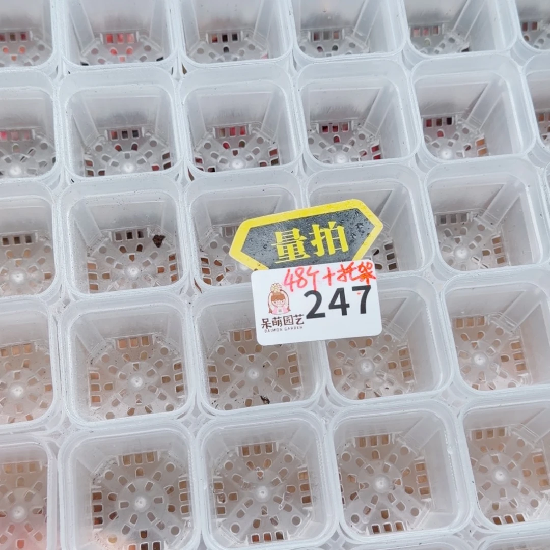 多肉植物多肉植物