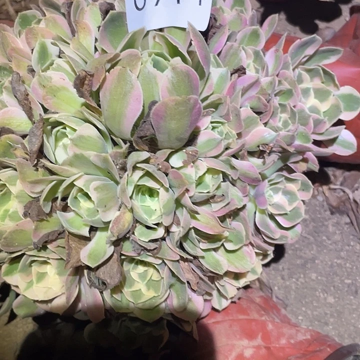 多肉植物法师914妖月