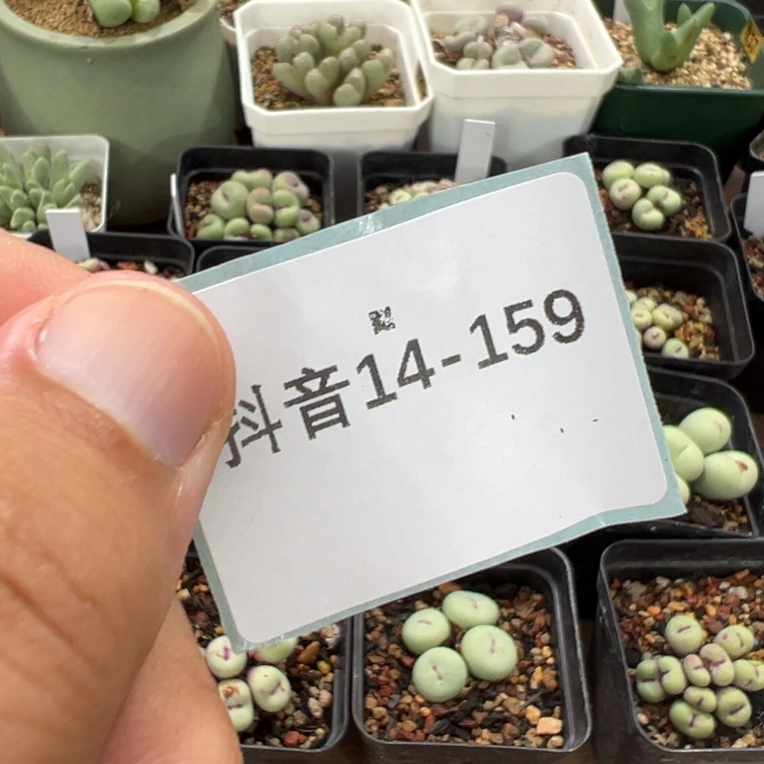 *****14-159补多肉植物
