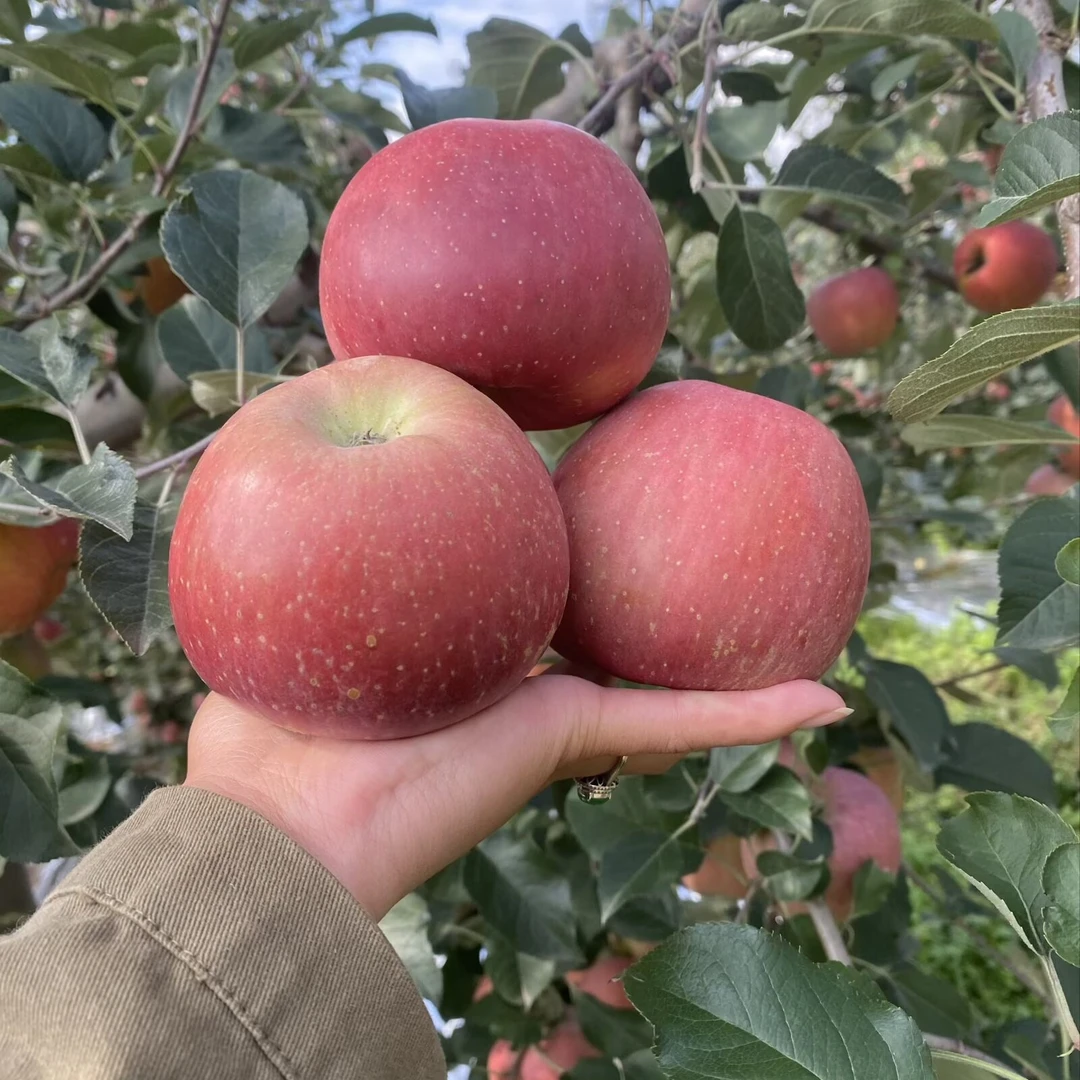 正宗昭通冰糖心红富士丑苹果现摘现发脆甜多汁