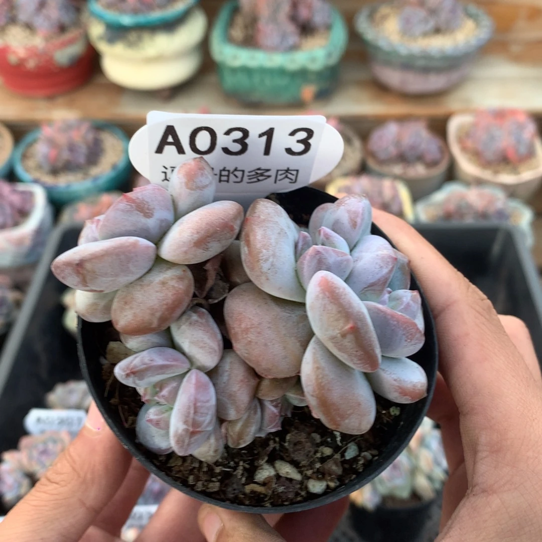 A0313 特价突尼斯 有砍 8cm