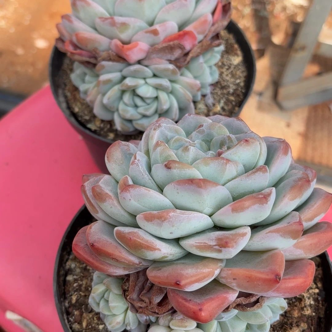 顺风顺水的冰玉寄养