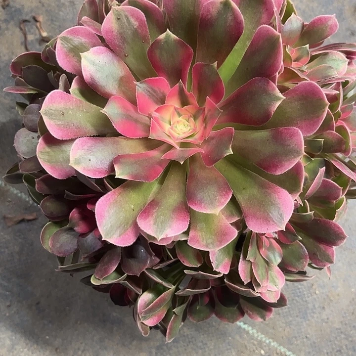 多肉植物香妃锦…………