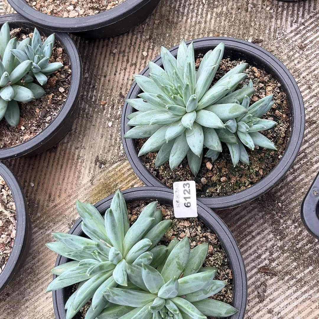 阿雅园艺。     6123